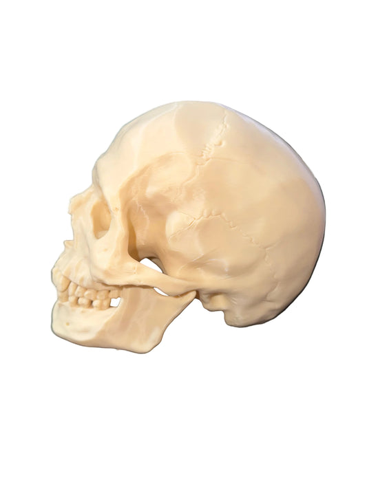 Anatomische schedel – 3D-geprint model