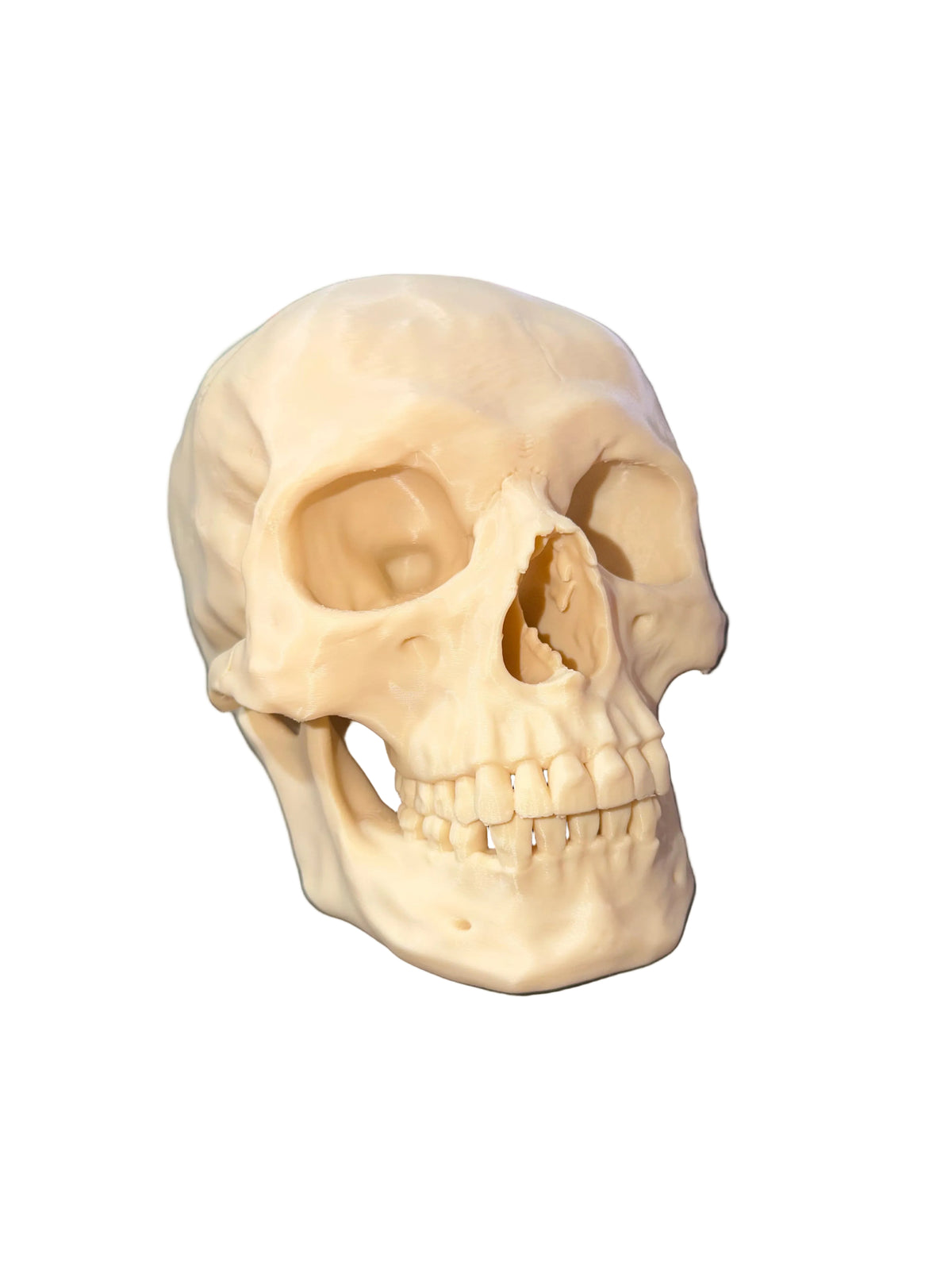 Anatomische schedel – 3D-geprint model